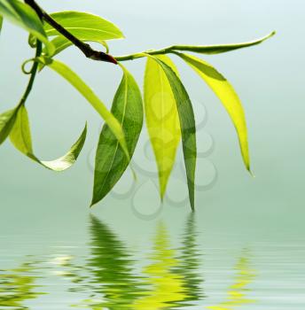 green branch of a willow reflected in water