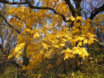 beautiful autumn leaves of maple tree 