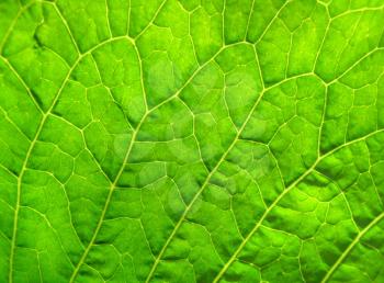 close up of green leaf texture                                     