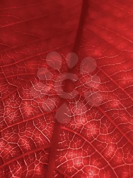 macro of red leaf 