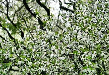 branches of a blossoming tree with white flowers
