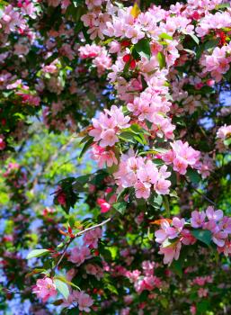 blossoming tree with pink beautiful flowers 