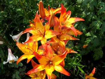 beautiful yellow and red lilies on garden