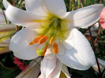 close-up of beautiful white lily 