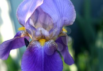 fragment of beautiful iris flower