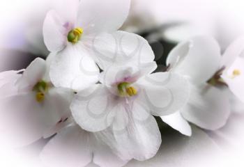 beautiful white violet flowers