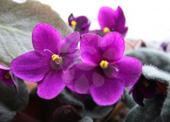 closeup of beautiful violet flowers