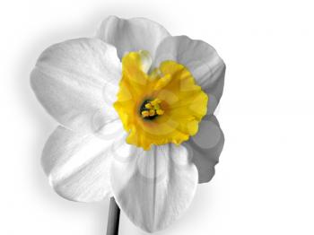 closeup of white daffodils (narcissus) isolated on white