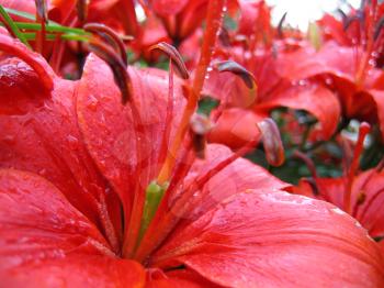 closeup of red beautiful lily with raindrops