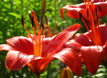 closeup of beautiful red lily flowers