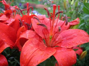 closeup of red lily with rain drops