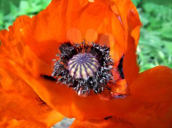 beautiful red poppy flower close up