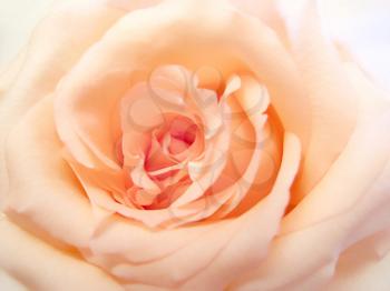 close up of delicate pink rose background                    