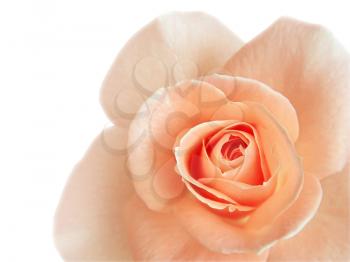 closeup of beautiful pink rose isolated on white
