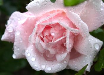 closeup of beautiful pink rose with water drops