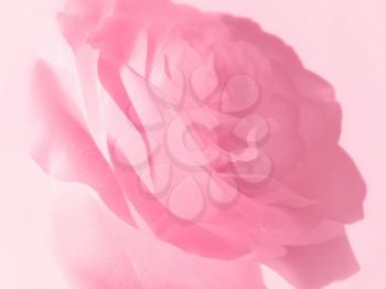 closeup picture of gentle pink rose background                          
