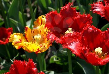 closeup of beautiful tulips 