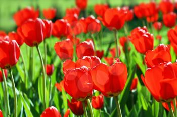 closeup of beautiful red tulips background