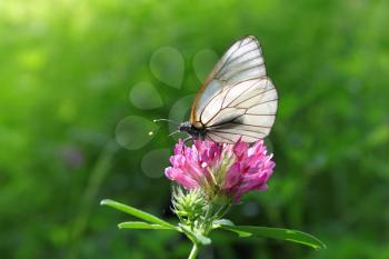 beautiful butterfly on a pink clover