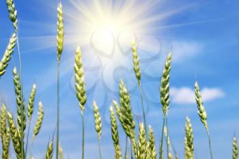 Green wheat ears and sun on blye sky background