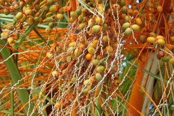 Closeup of palm tree with bright orange fruits