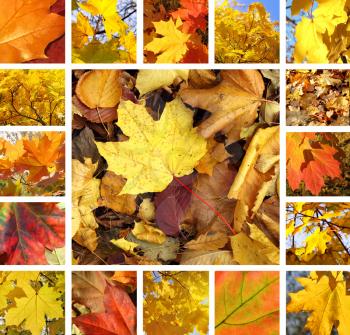 Collage from photos of beautiful autumn maple leaves