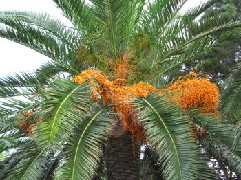 Palm tree with bright orange fruits              