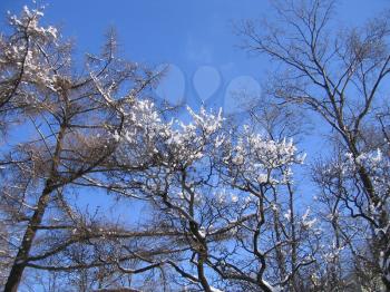 Winter trees on blue sky background