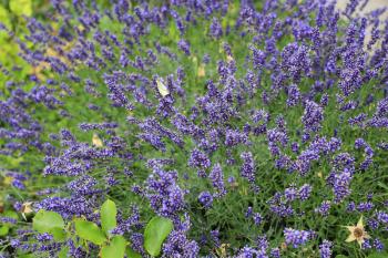 Beautiful blooming lavenders in summer garden