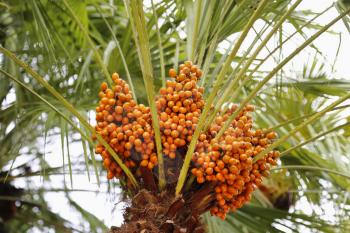 Palm tree with bright orange fruits, close-up