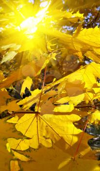 Autumn branch with bright yellow foliage of maple tree and sunlight