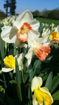 Close-up of beautiful white flowers of spring Narcissus