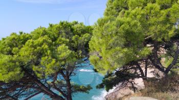 Beautiful pine trees growing on a slope near the bright blue sea