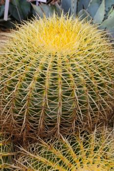 Close-up of large cactus with long spines