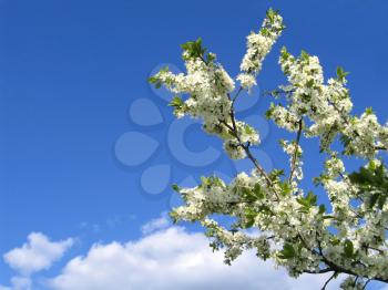 blossoming tree with white flowers on blue sky background