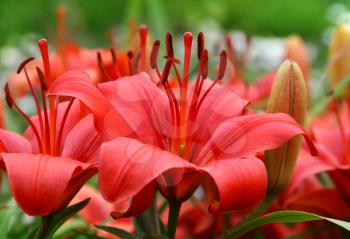 closeup of beautiful red lily flower