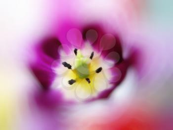 close up of beautiful tulip on blur background