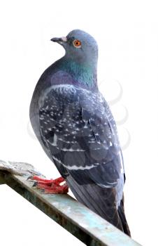 One pigeon sitting on a bar isolated on white background