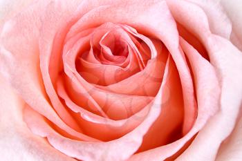 Beautiful Pink Rose Background 