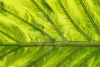 Macro of  green leaf tropical plant
