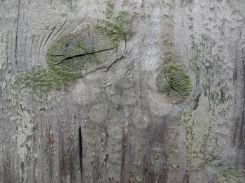 Texture of very old weathered wood                               