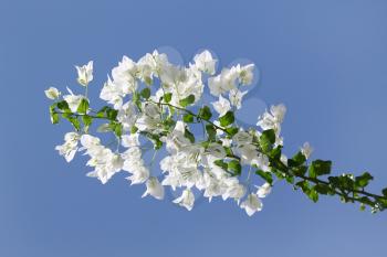 Branch of beautiful white bougainvillea flowers on blue sky background