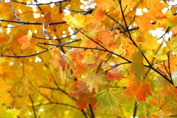 Beautiful yellow autumn leaves of maple tree
