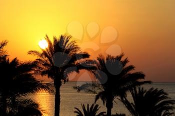 Rising sun and silhouettes of palm trees, Red sea, Egypt