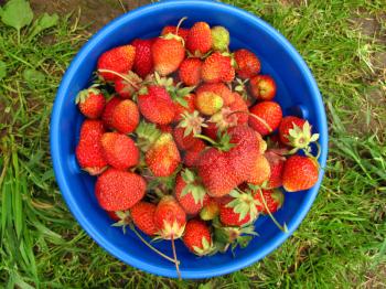Ripe strawberries in a blue bucket  