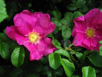 Beautiful flower of a bright dog roses
