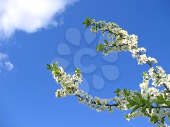 branch of blossoming tree on blue sky background