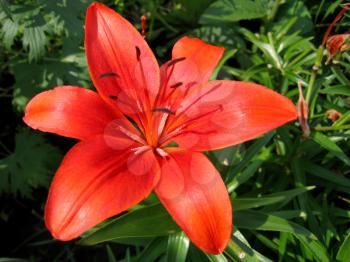 close up of beautiful red lily flower