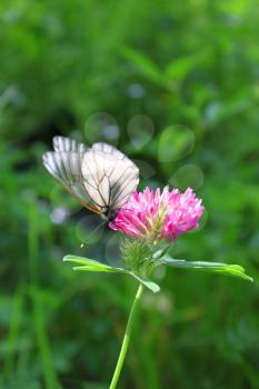 Beautiful butterfly on a pink clover