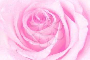 Beautiful Pink Rose Background 